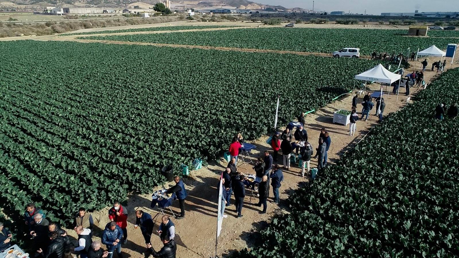 sakata-Ulysses-brocoli|sakata-Ulysses-brocoli|sakata-Ulysses-brocoli